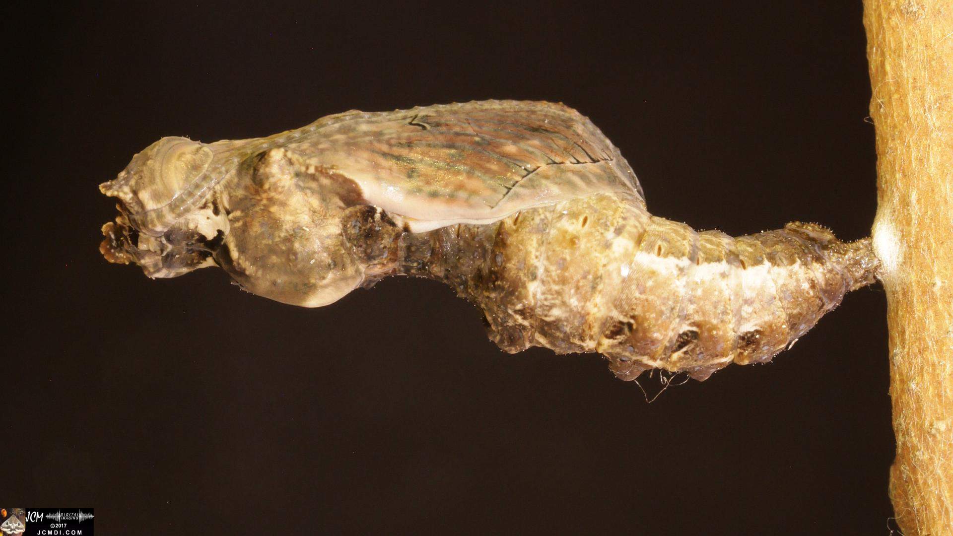 Gulf Fritillary butterfly pupa, extreme macro, from the 4K video 